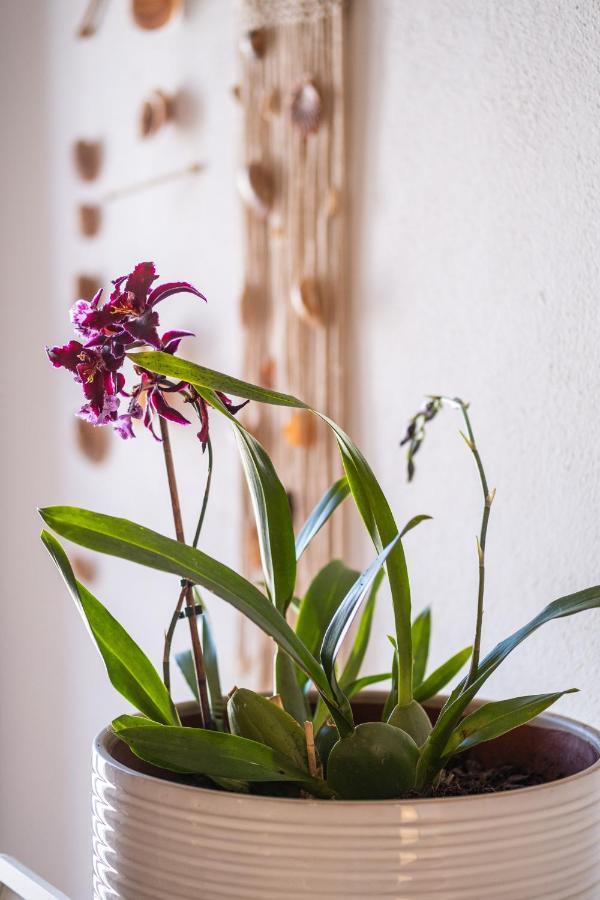 Beach Studio In Albufeira'S Old Town エクステリア 写真